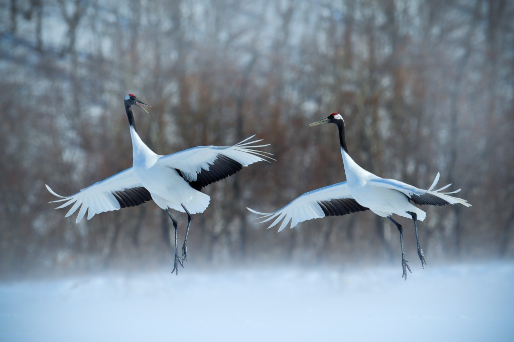 Sous le ciel d’hiver, le ballet sacré des grues de&nbsp;Hokkaido
