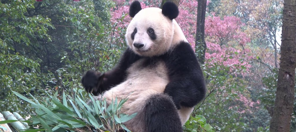 (Actus): Les jumeaux pandas du zoo de Ueno bientôt rapatriés en&nbsp;Chine