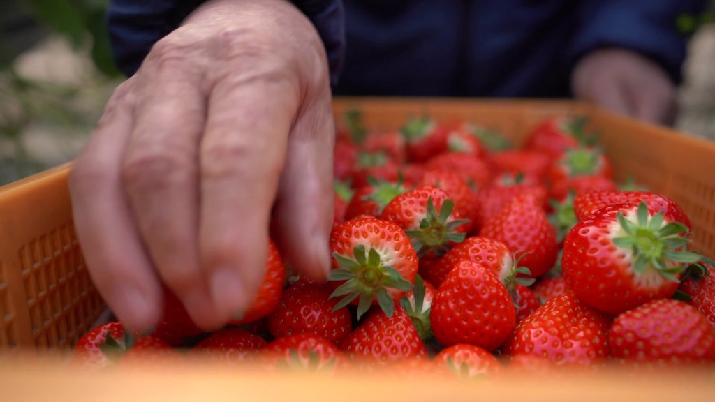 Les fraises, stars sucrées de la fin d’année au&nbsp;Japon