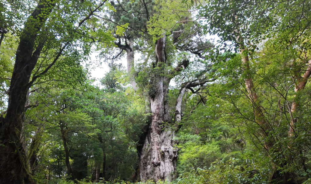 Le Jōmon Sugi, le géant immobile qui veille sur&nbsp;Yakushima