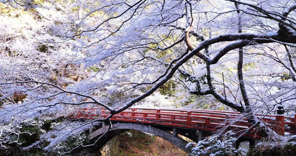 (Kyoto) Saimyo-ji en hiver, un temple historique au cœur de&nbsp;Mio