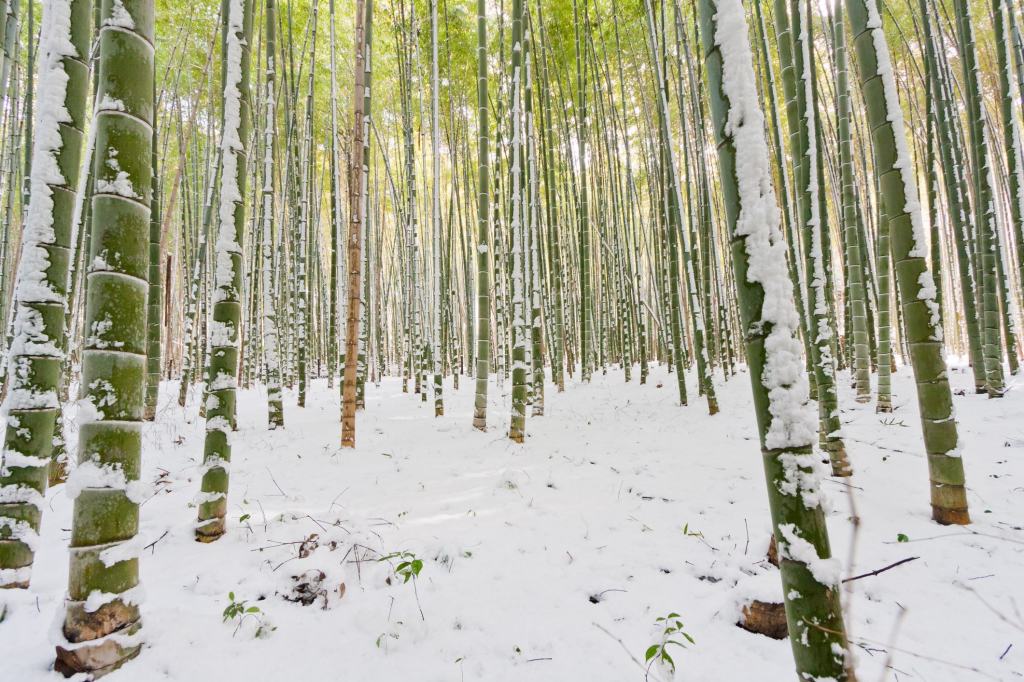 Arashiyama sous la neige, un paysage hivernal&nbsp;singulier
