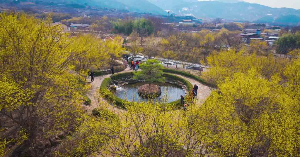 La floraison des cornouillers, des éclats d’or au cœur du printemps&nbsp;sud-coréen