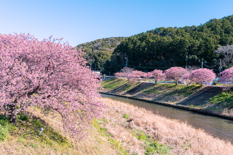 (Shizuoka) Kawazu, la ville où le printemps éclot en&nbsp;rose