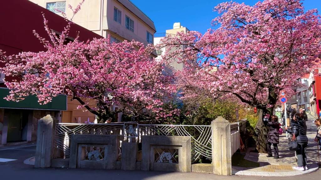 Atami, là où les cerisiers annoncent le printemps avant&nbsp;l’heure