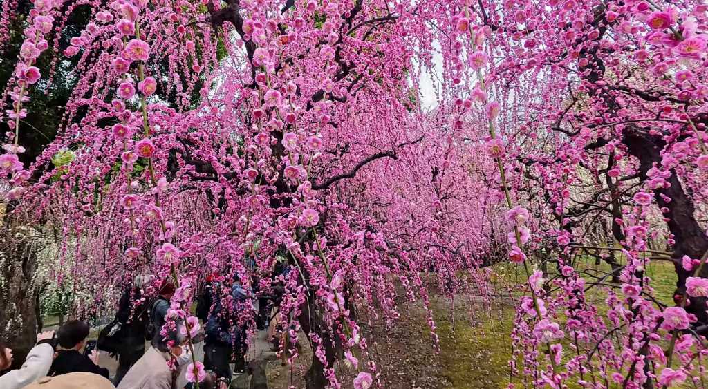 Kyoto se pare de rose, les pruniers pleureurs du Jonangu-ji en pleine&nbsp;floraison