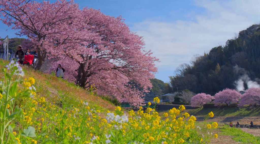 Inami Izu, le rose éclatant des Kawazu-zakura annonce le&nbsp;printemps