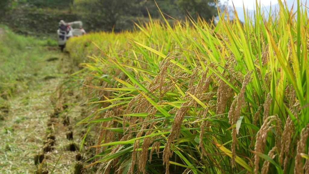 (Actus): Le goût du Japon séduit le monde malgré des objectifs encore hors&nbsp;d’atteinte