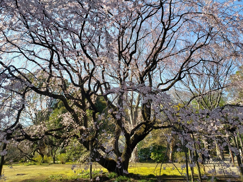 (Sakura 2026) Un joyau printanier au cœur de Tokyo : le jardin Rikugien et son cerisier&nbsp;légendaire