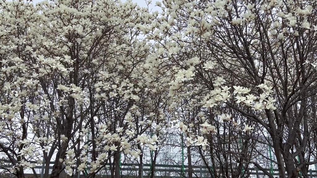 Gimhae, la douce saison des magnolias aux portes de Busan