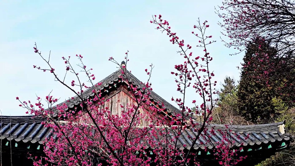 Les pruniers en fleurs du temple Geumdunsa annoncent le printemps à&nbsp;Suncheon