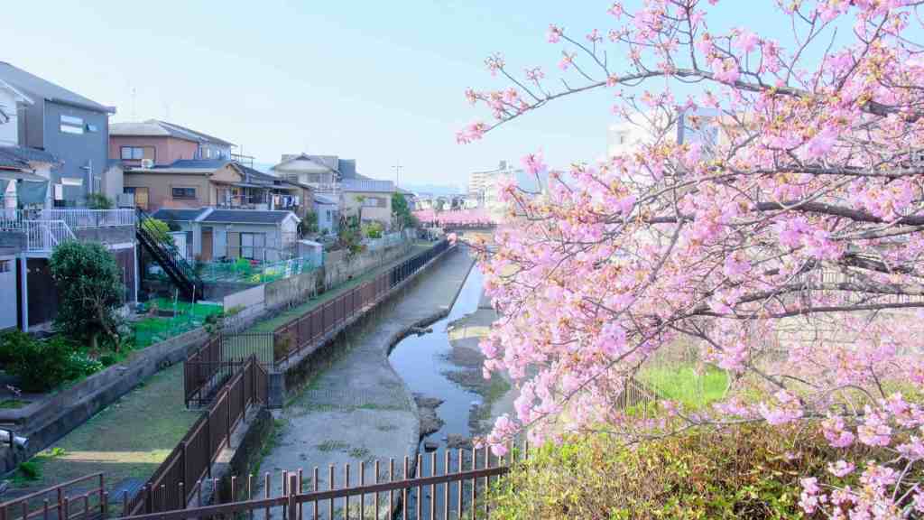 Le canal Yodo à Kyoto, un ruban d’eau sous les&nbsp;cerisiers