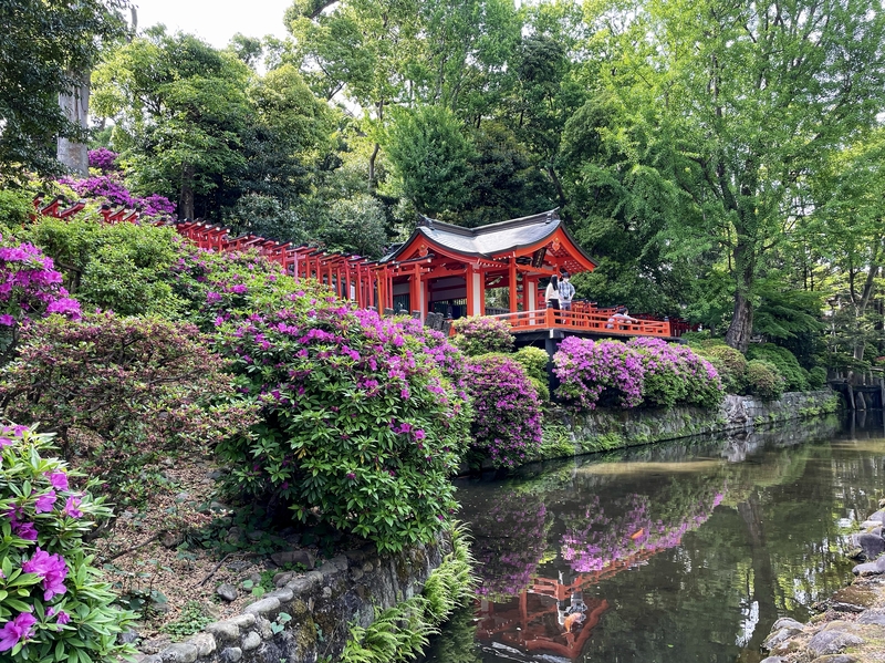 Tokyo en fleurs, le sanctuaire Nezu sublimé par les&nbsp;azalées