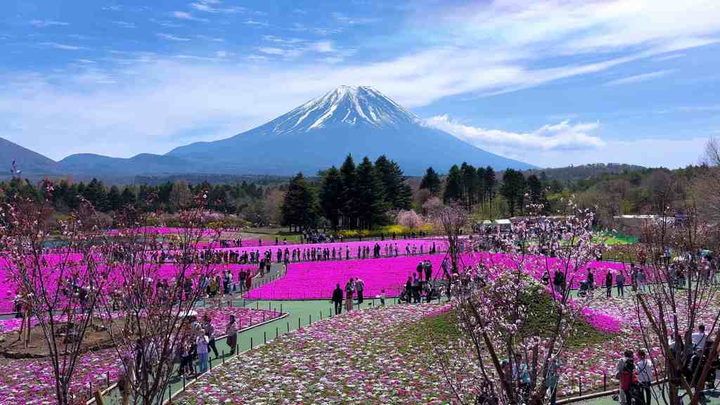 Sous le regard de Fujisan, la mer rose de Shibazakura enchante le printemps&nbsp;japonais