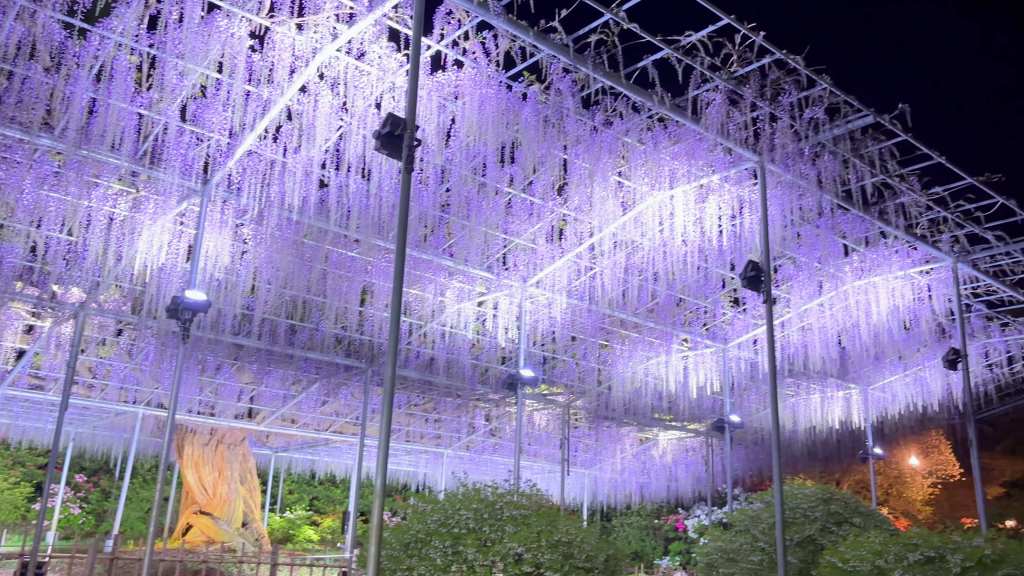 Ashikaga au printemps, la magie des glycines en pleine&nbsp;floraison