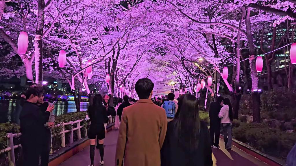 (Séoul)Au lac Seokchon, la floraison des cerisiers attire les foules en&nbsp;soirée