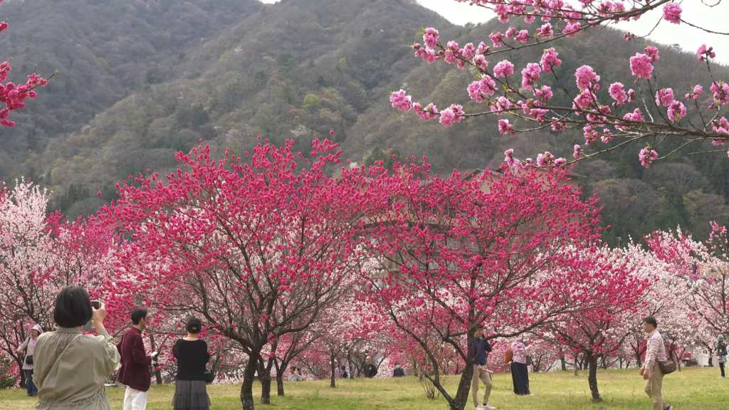 (Nagano) les pêchers en fleurs transforment Hirugami Onsen en tableau&nbsp;vivant