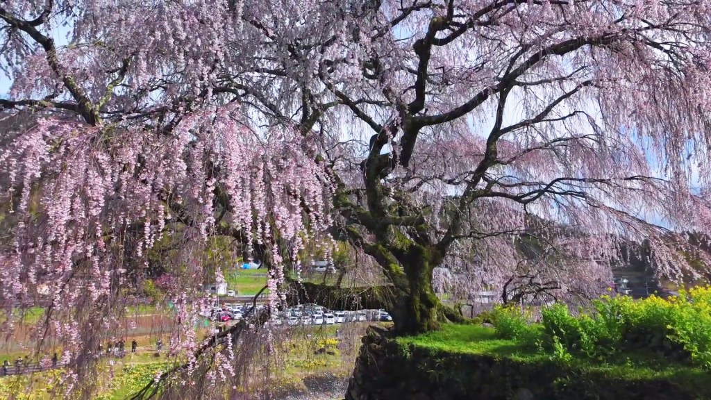 Le gardien de Nara : sous les branches du Matabei Zakura, le temps suspend son souffle