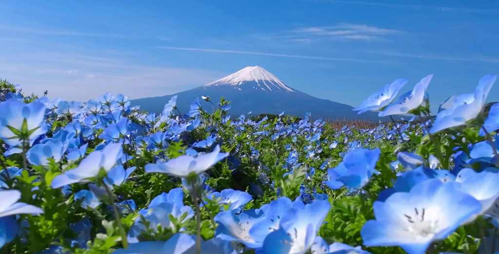 Oishi Park, le printemps au pied du mont&nbsp;Fuji
