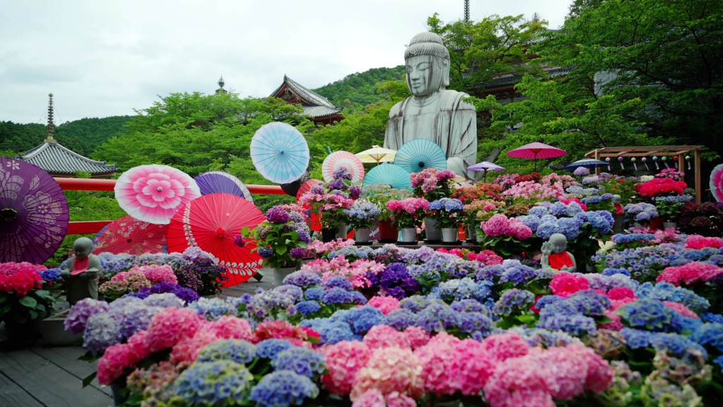 À Nara, les hortensias subliment le temple Tsubosaka-dera