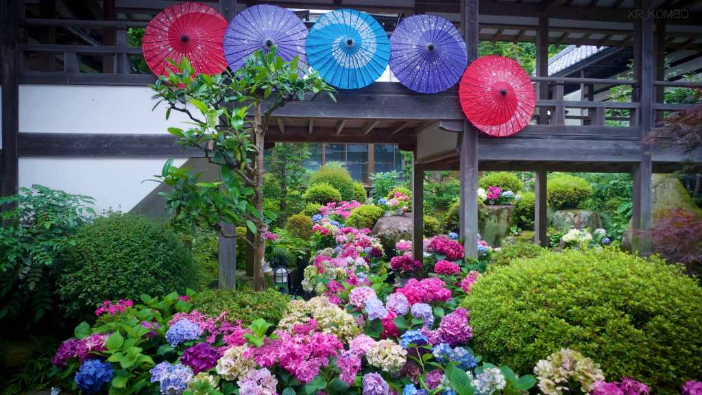 (Ibaraki) Les hortensias transforment Amabiki Kannon en un jardin suspendu
