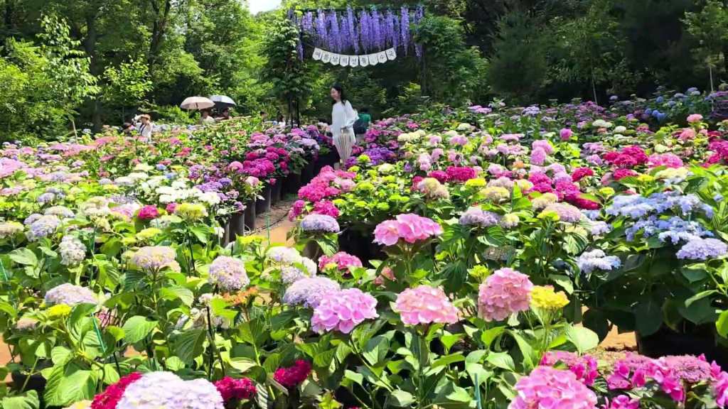 La forêt de bouleaux de Yongin,  un écrin de nature sublimé par le festival des&nbsp;hortensias