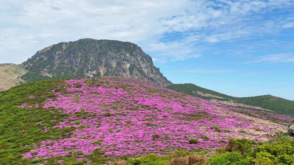 (Ile de Jeju) Hallasan se pare de rose, le spectacle éphémère des&nbsp;azalées