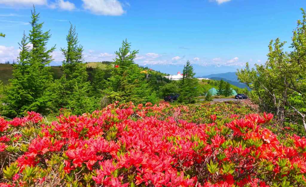 Utsukushigahara, la mer flamboyante des azalées illumine les hauts plateaux de Nagano