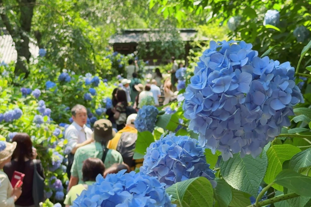 Kamakura sous un océan de bleu : les hortensias du Meigetsu-in au sommet de leur&nbsp;splendeur