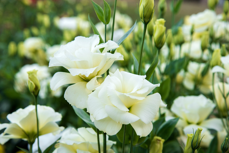 Chiba : le lisianthus est à son apogée, une fleur d&rsquo;exception qui séduit le&nbsp;Japon