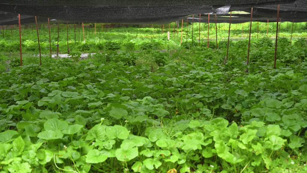 Nagano : au cœur des fermes de wasabi, là où naît l&rsquo;un des trésors de la gastronomie&nbsp;japonaise