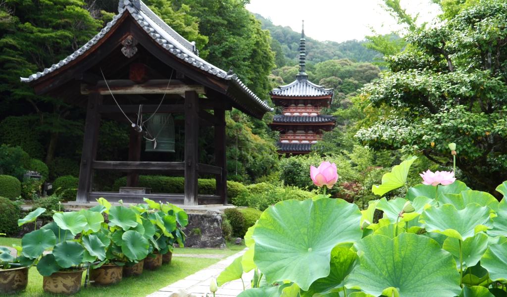 (Mimuroto-ji) le temple des fleurs s&rsquo;illumine de lotus durant&nbsp;l&rsquo;été