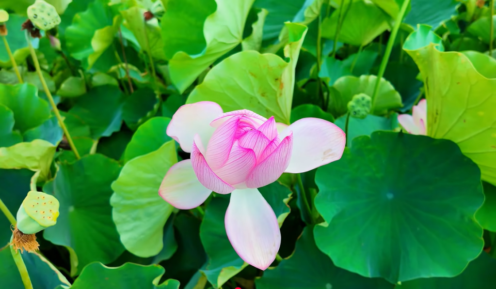 Haman, sur les traces de Ara Gaya : le lotus qui a traversé 700&nbsp;ans