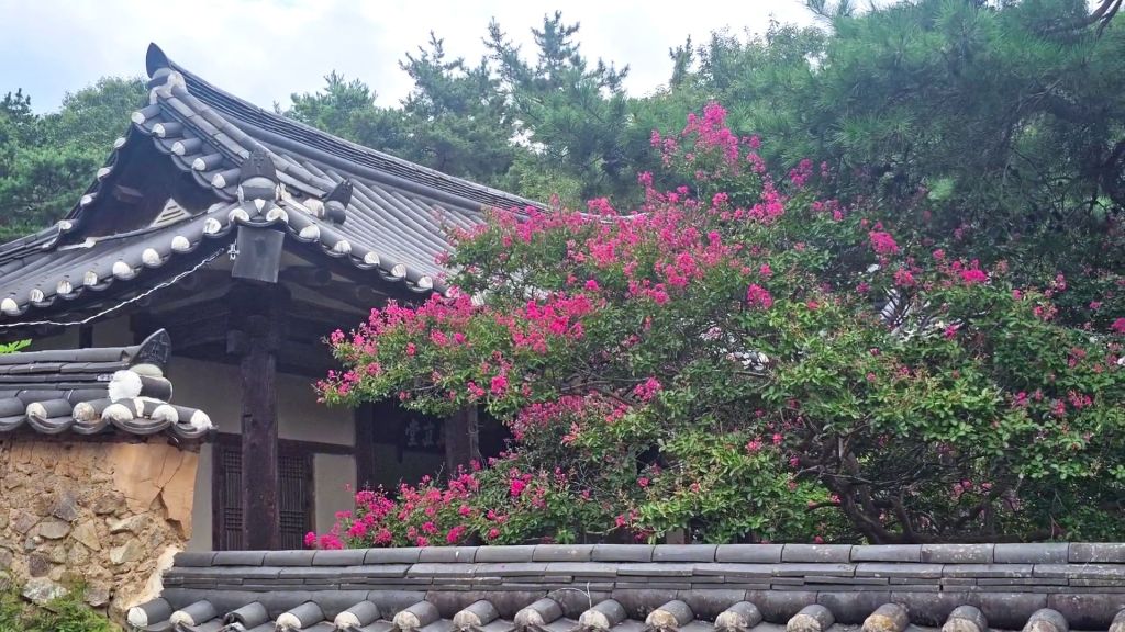 À Hangae, les lilas des Indes embrasent un village coréen vieux de cinq&nbsp;siècles