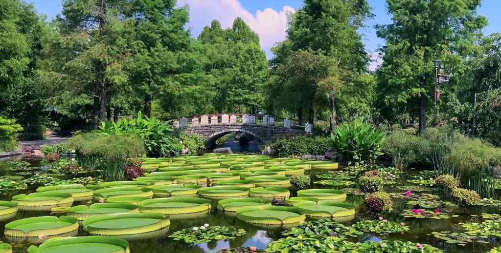 Mizunomori, le jardin où l’eau devient un art végétal au bord du lac Biwa