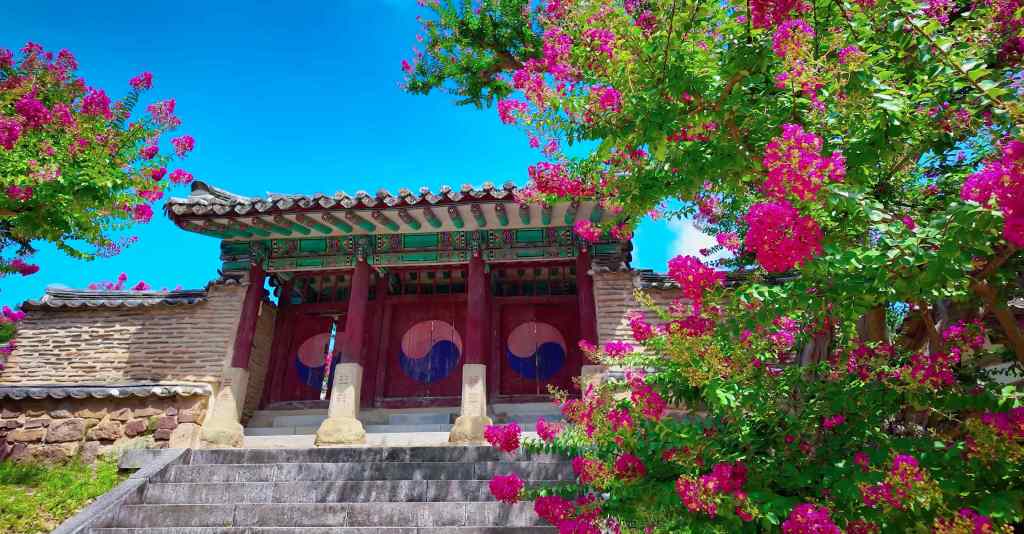 À Andong, Byeongsan Seowon se pare de rose : le rendez-vous des fleurs au bord du Nakdong