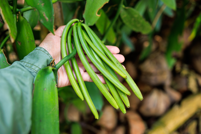 À Fukuoka, le pari japonais d’une vanille cultivée au cœur des rizières