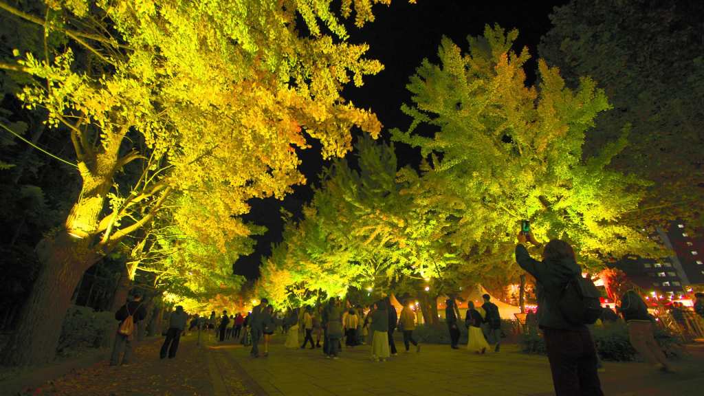 À Sapporo, le parc Nakajima se pare d’or à l’automne