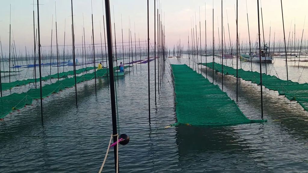 Dans la mer d’Ariake, le nori prend racine au rythme des&nbsp;marées
